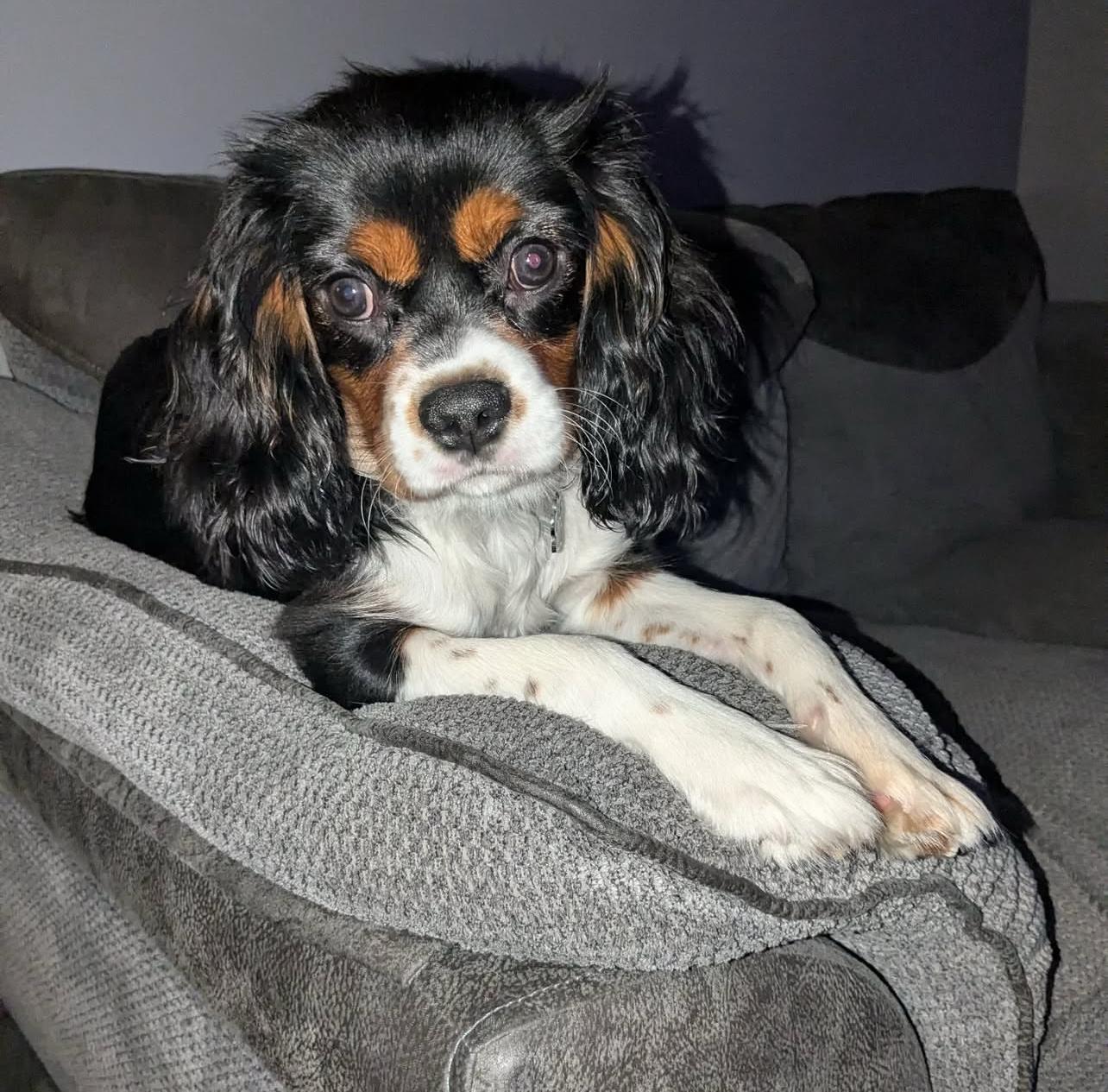 Bela