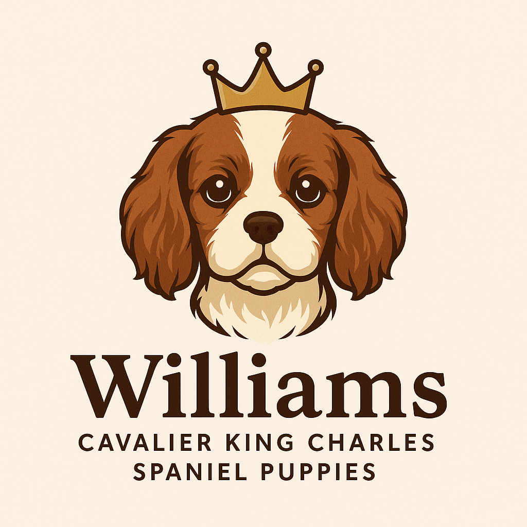 Williams Cavalier King Charles Spaniel Puppies