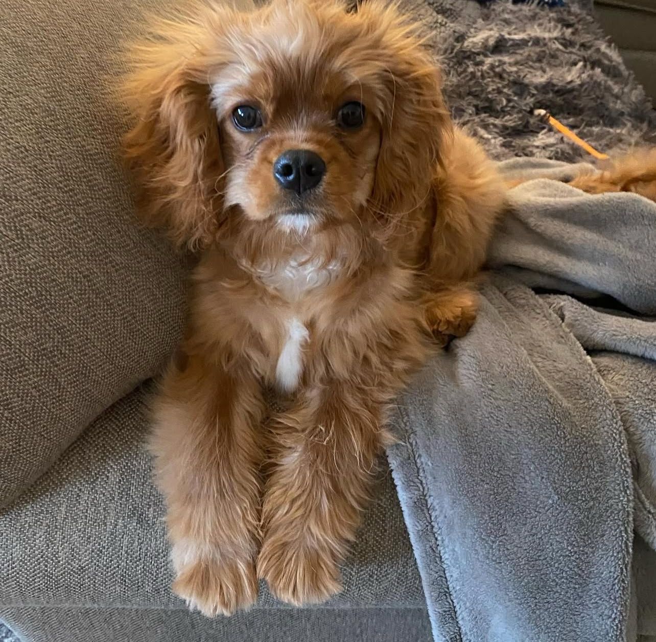 Lily