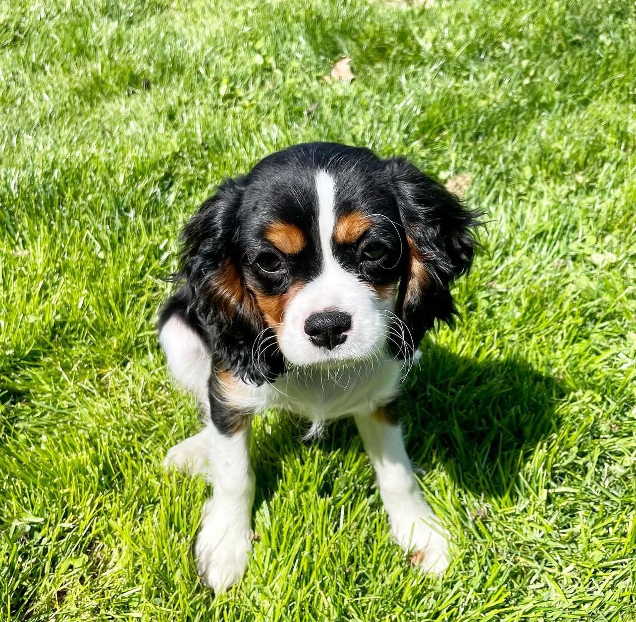 Cavalier King Charless Paniel