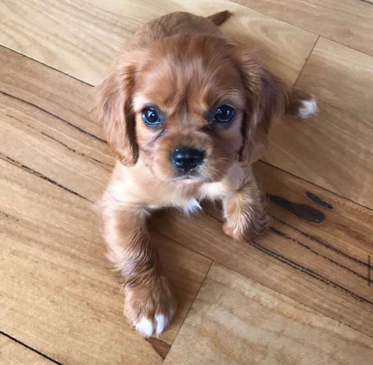 Nala
