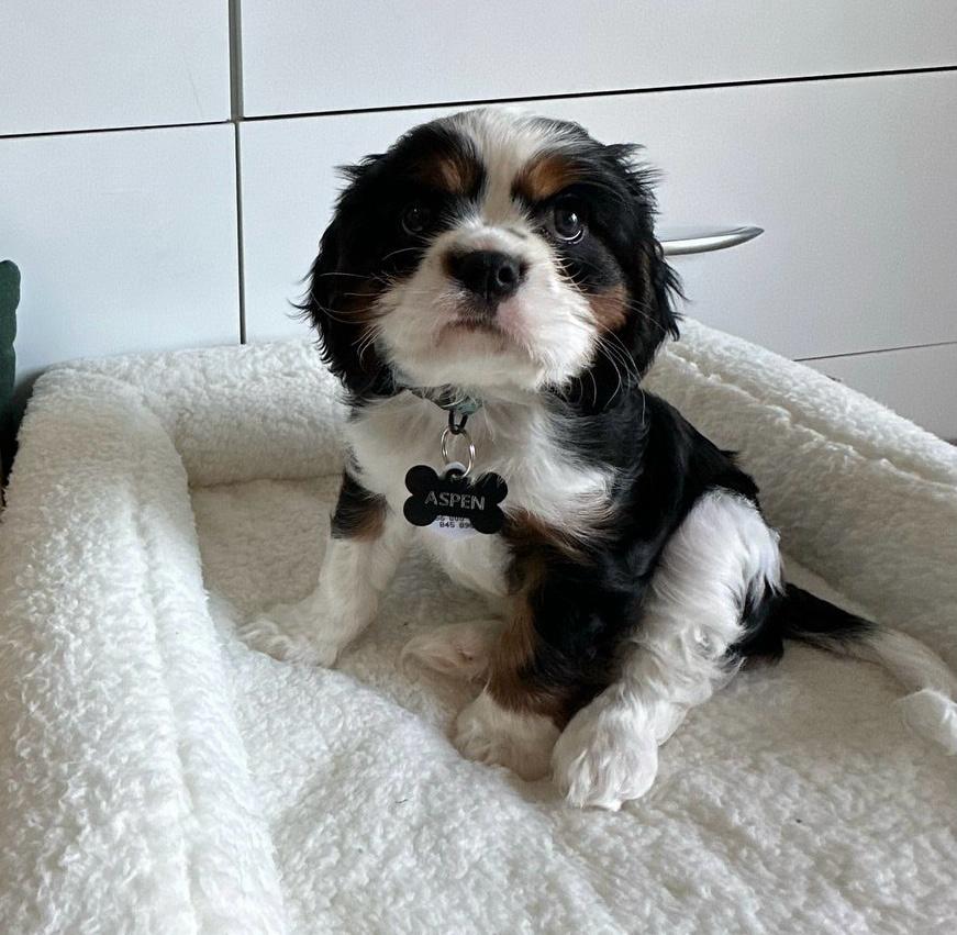 Toby